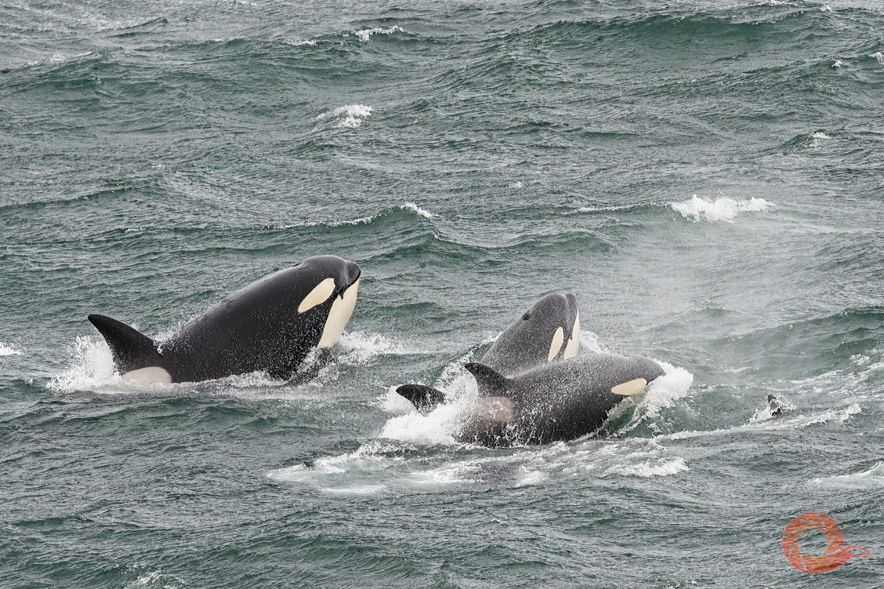 Семья косаток (всего 11 животных) охотится на самку серого кита с детёнышем и в итоге убивает детёныша, утопив его. Берингов пролив, неподалеку от берега Лаврентия. Автор — Штеффен Граупнер