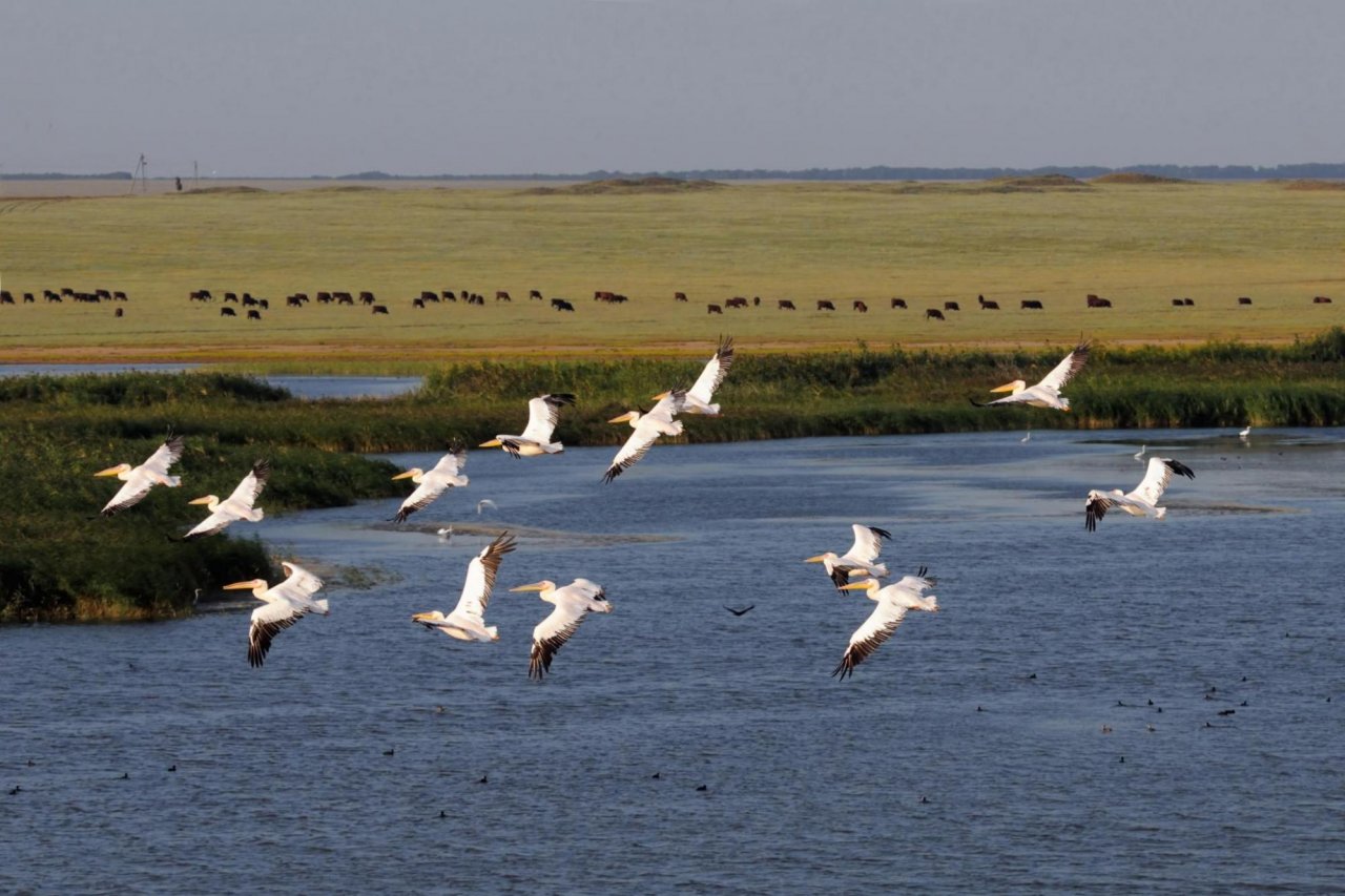 Белые пеликаны в заповеднике «Чёрные земли». Фото: Victor Tyakht / Shutterstock