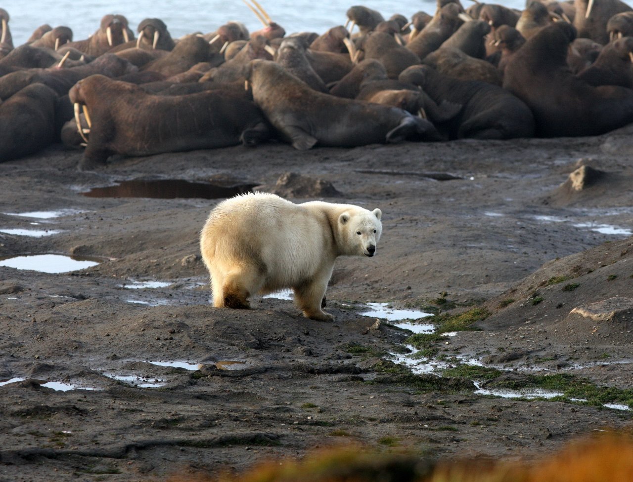 Белый медведь на моржовом лежбище. Чукотка. Фото: tryton2011 / Shutterstock