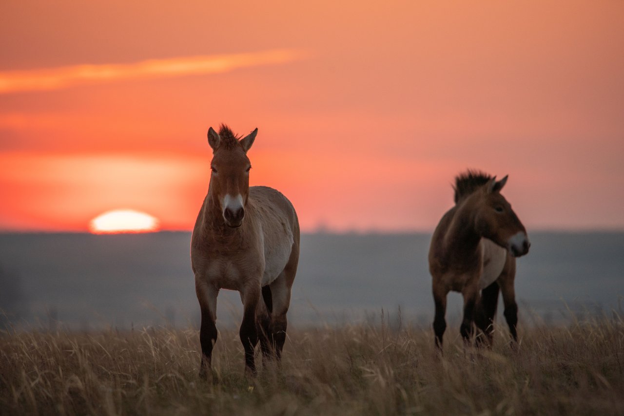 © Alexey Kharitonov/ Shutterstock