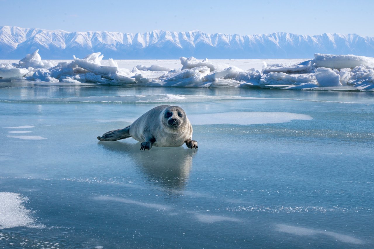 ©  Alexey Kharitonov/Shutterstock