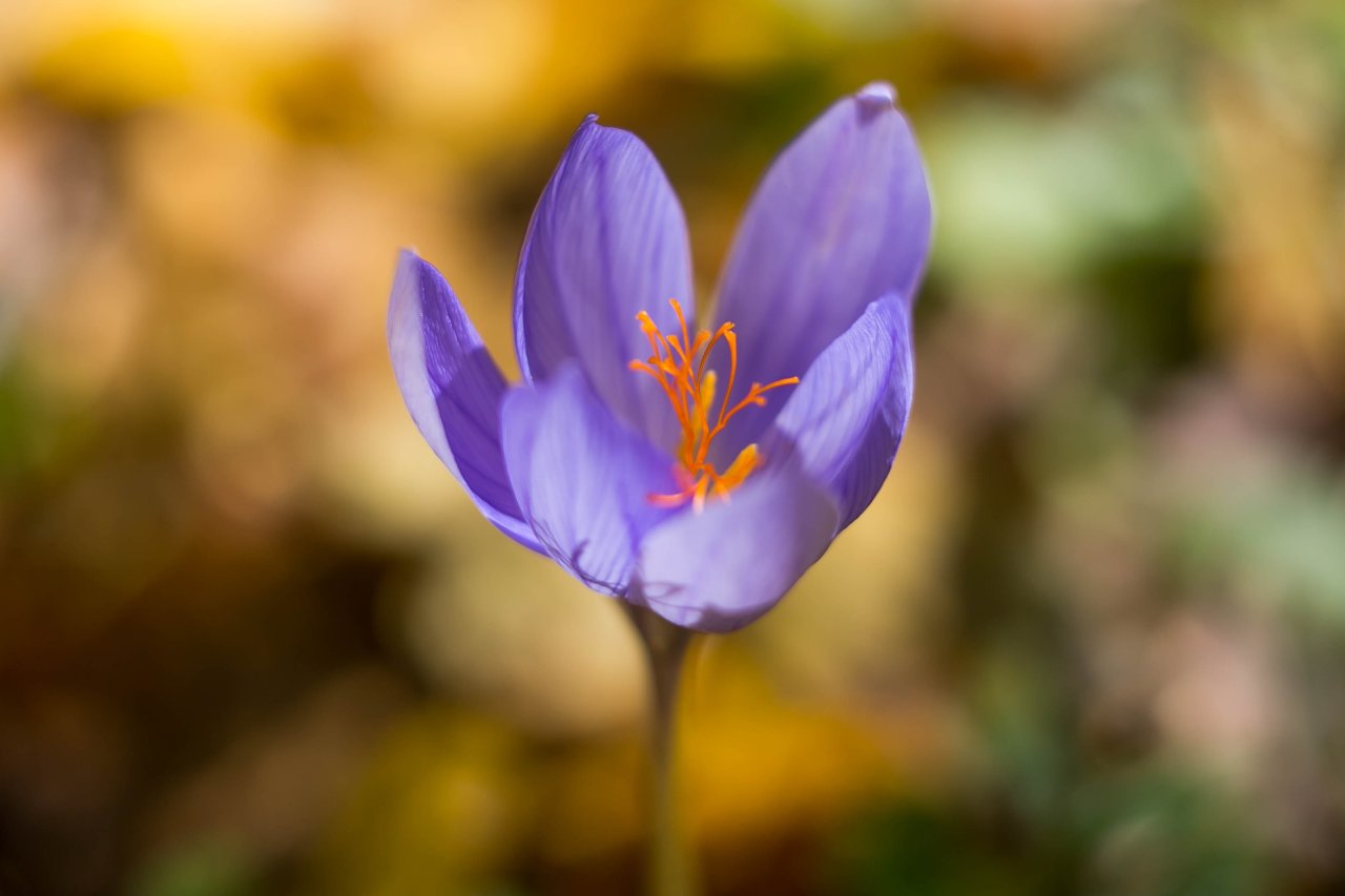 © Evdokimova/Shutterstock